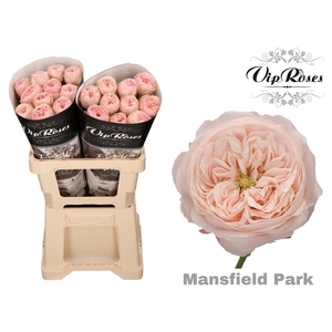 R Kl Mansfield Park X20