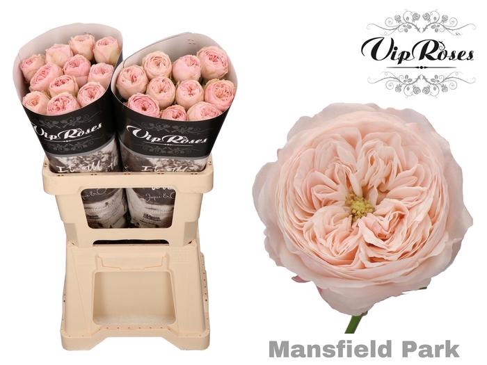 <h4>R Kl Mansfield Park X20</h4>