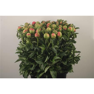 Paeo L Coral Sunset Ex