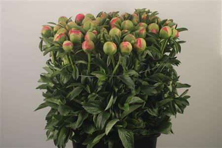 Paeo L Coral Sunset Ex