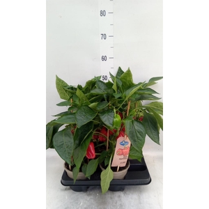 Capsicum annuum   ...paprika