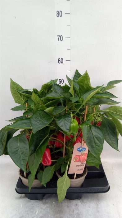 <h4>Capsicum annuum   ...paprika</h4>