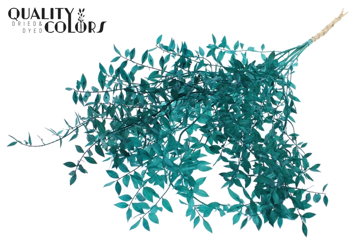 <h4>Ruscus 70cm 5 pc/bunch Turquoise (2x5 bunch/poly)</h4>