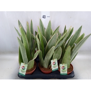 Sansevieria cyl.  ...