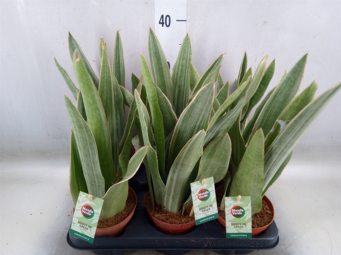 <h4>Sansevieria cyl.  ...</h4>