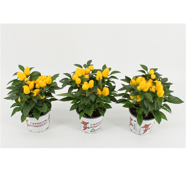 <h4>Capsicum Sombrero Mambo Geel 12cm</h4>