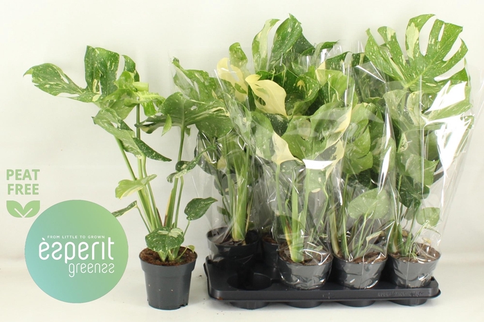 <h4>MONSTERA DEL THAI CO</h4>