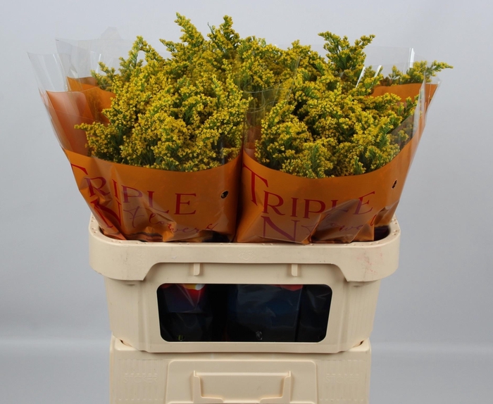 <h4>SOLI SUNNY GLORY</h4>