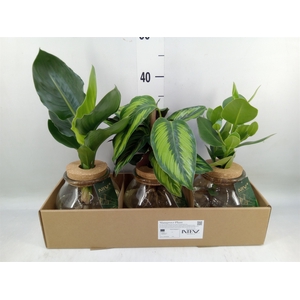 Planten  ..mix