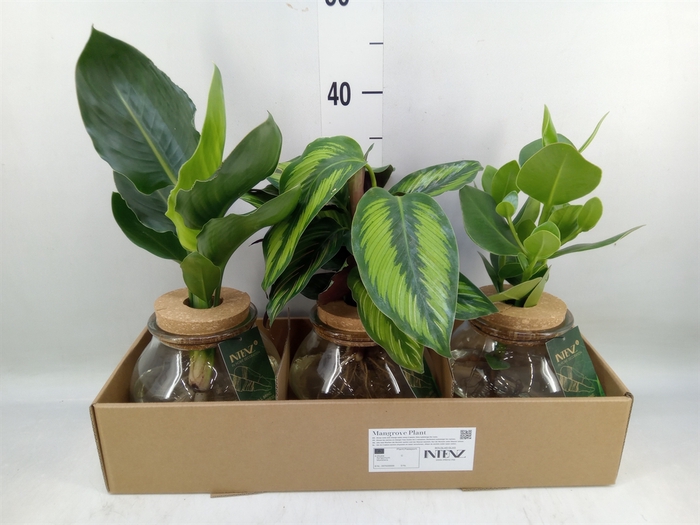 <h4>Planten  ..mix</h4>