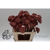 Stick shola dahlia ø8 o.pink