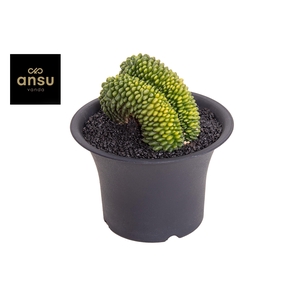 Gymno Cactus 'Spineless' XXXL