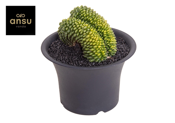 <h4>Gymno Cactus 'Spineless' XXXL</h4>