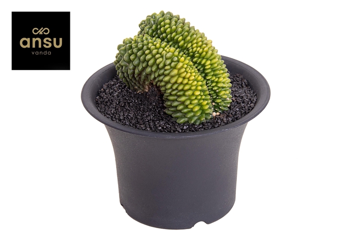 <h4>Gymno Cactus 'Spineless' XXXL</h4>