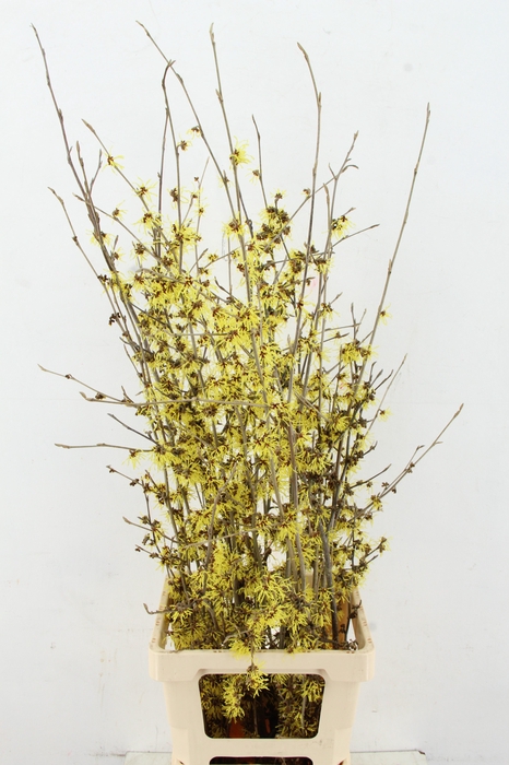 <h4>HAMA PALLIDA</h4>