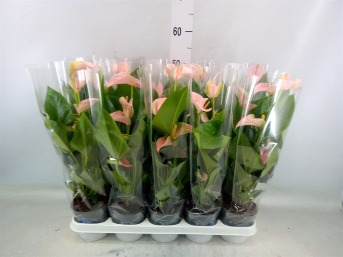 <h4>Anthurium andr. 'Joli Peach'</h4>