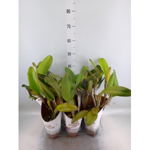 Zygopetalum  'Louisendorf'