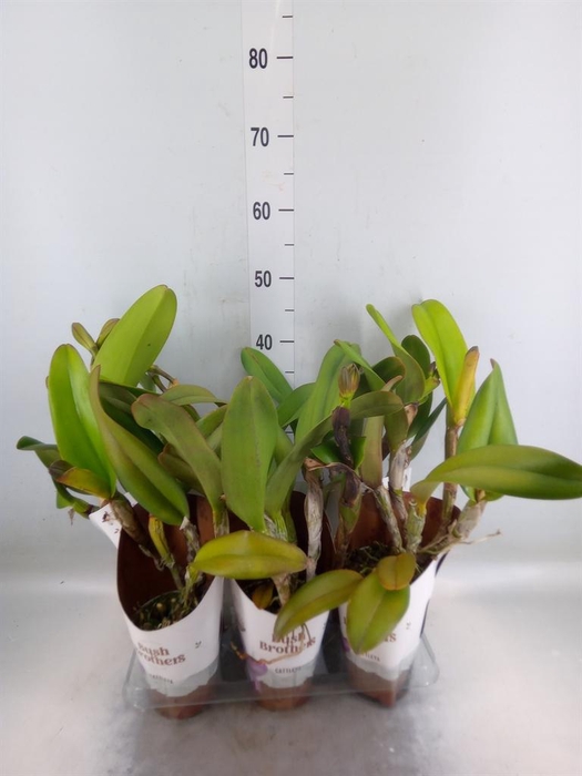 <h4>Zygopetalum  'Louisendorf'</h4>