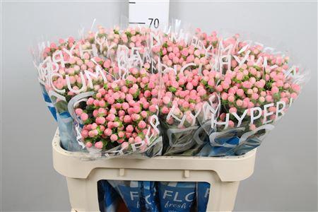 <h4>Hyp Coco Casino</h4>