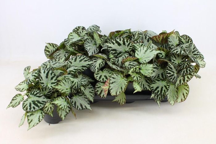 <h4>BEG SILVER JEWELL</h4>