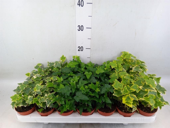 <h4>Hedera ...mix</h4>