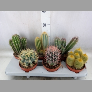 Cactus   ...mix