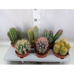 Cactus   ...mix