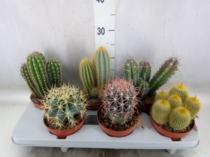 <h4>Cactus   ...mix</h4>
