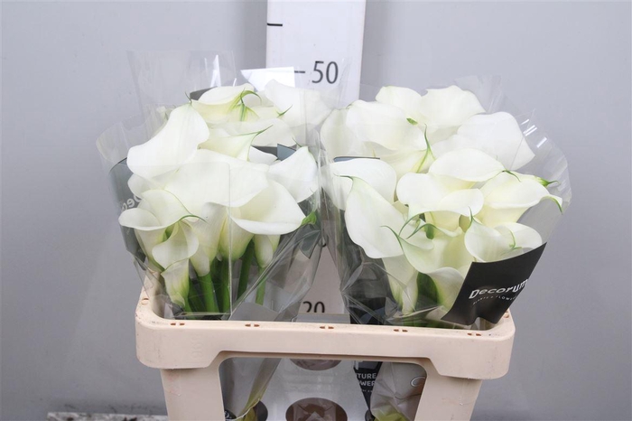 <h4>Zant Capt Ventura</h4>