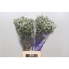 Limonium White Diamond