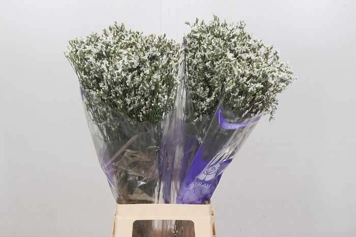 <h4>Limonium White Diamond</h4>