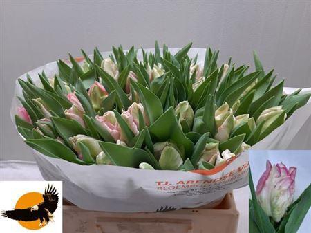 <h4>Tu Pa Zambesi</h4>