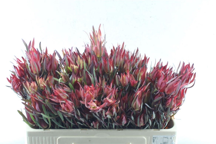 <h4>Leucad Fireglow X 5</h4>