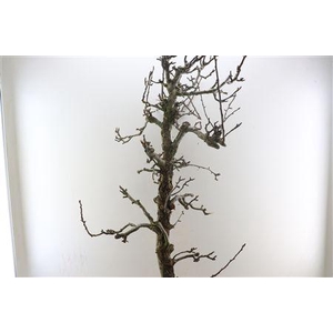 PERENBOOM STAM EXTRA LARGE 200CM PS