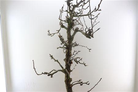 <h4>PERENBOOM STAM EXTRA LARGE 200CM PS</h4>