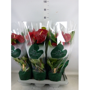 Anthurium andr. 'Nevada'