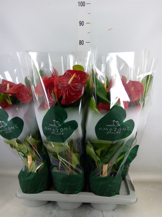 <h4>Anthurium andr. 'Nevada'</h4>