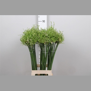 Allium Fido Dido