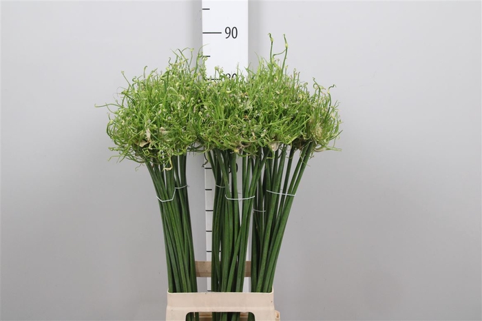 <h4>Allium Fido Dido</h4>