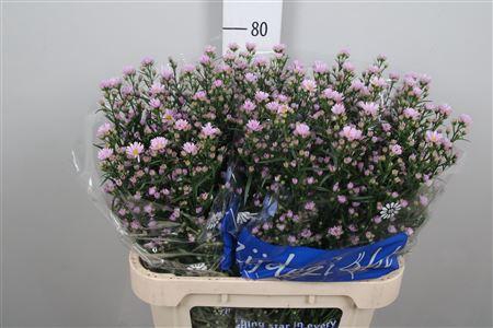 <h4>Ast Claudia</h4>