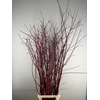 CORNUS ALBA SIBIRICA VERTAKT