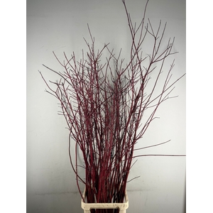 CORNUS ALBA SIBIRICA VERTAKT