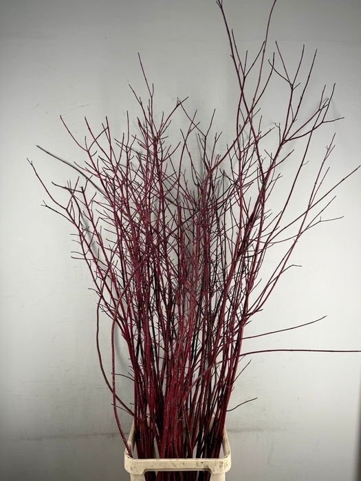 <h4>CORNUS ALBA SIBIRICA VERTAKT</h4>