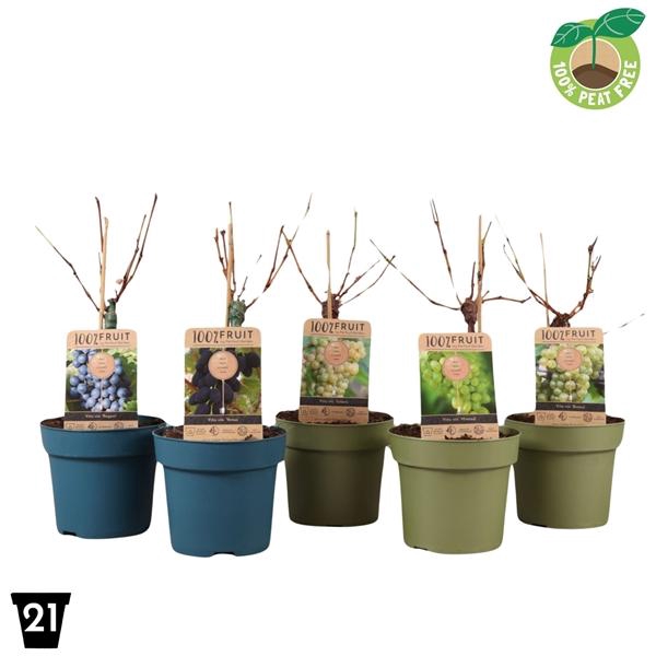 <h4>Vitis gemixt sur tige</h4>