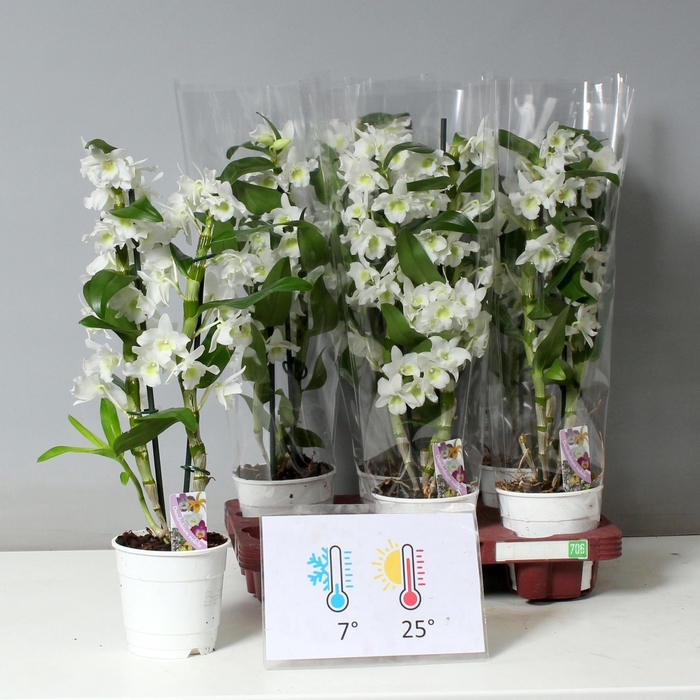 <h4>DEND NOBILE</h4>