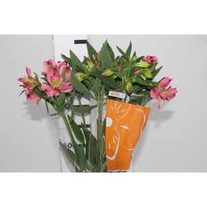 ALSTROEMERIA LIVORNO 080 CM