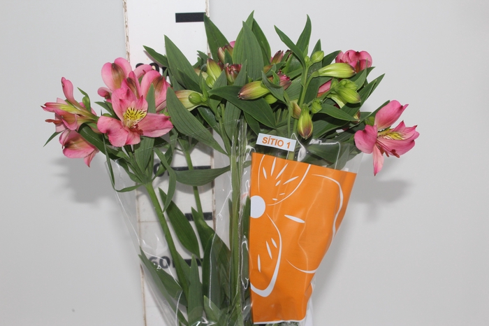 <h4>ALSTROEMERIA LIVORNO 080 CM</h4>