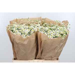 Tanacetum Pa Single Vegmo