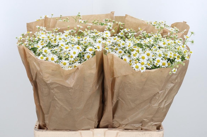 <h4>Tanacetum Pa Single Vegmo</h4>