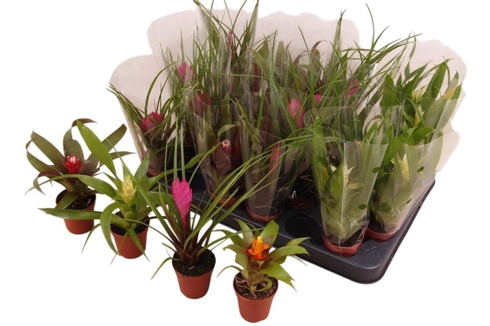 <h4>BROMELIA GEM</h4>